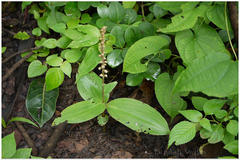 Peristylus plantagineus